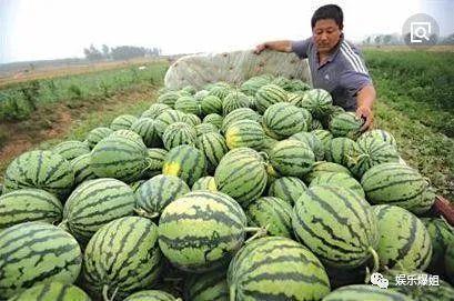 娱乐号吃瓜,吃瓜群众背后的故事